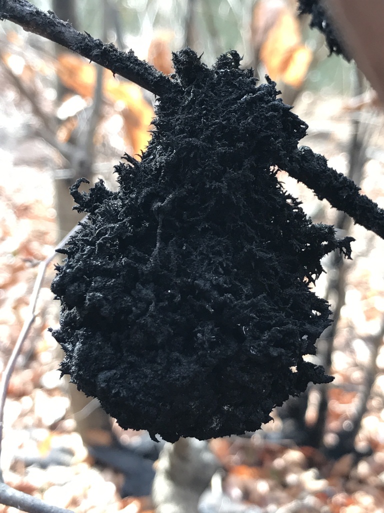 Honeydew Eater from Wissahickon Valley Park, Philadelphia, PA, US on