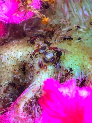 Temnothorax casanovaiTemnothorax casanovai