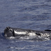 Sperm Whale - Photo (c) Melina Stellmaszyk, all rights reserved, uploaded by Melina Stellmaszyk
