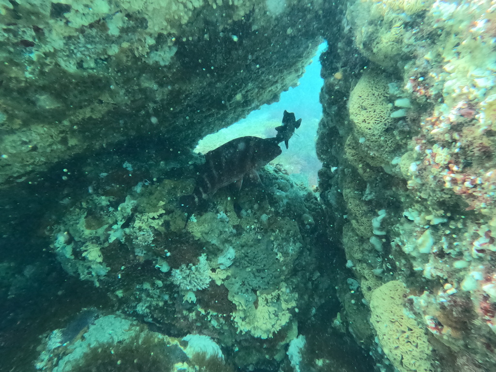 Banded Morwong from South Pacific Ocean, Green Cape, NSW, AU on ...