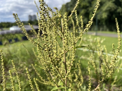 Manyspike Ragweed (Ambrosia polystachya)