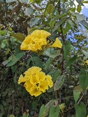 Camonea umbellata image