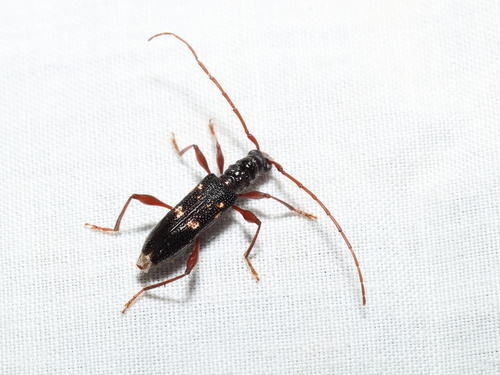 Coptocercus truncatus