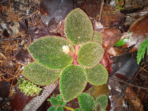 Cremosperma parviflorum