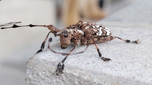 Badenella