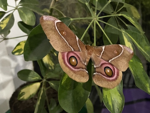Suraka Silk Moth