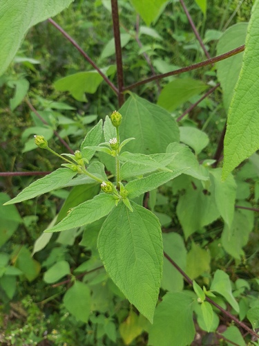 kalajari (Blainvillea dichotoma)