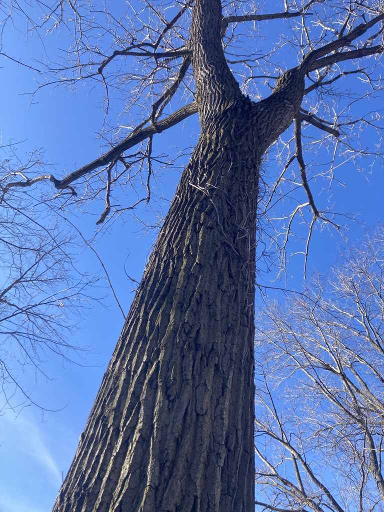 Eastern Cottonwood From Edward Ted And Pat Jones Confluence Point