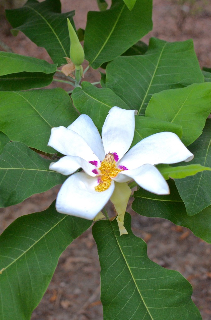 Magnolias (género Magnolia) · NaturaLista Colombia
