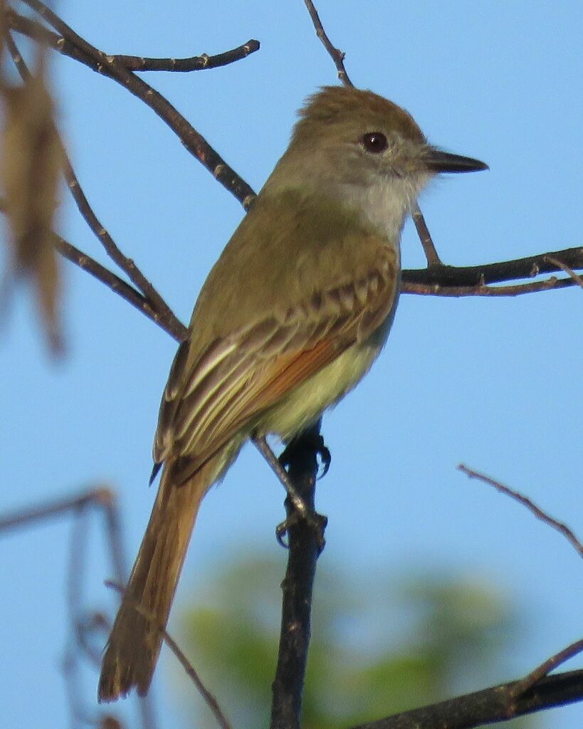 Yucatan Flycatcher photo