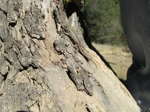 iNaturalist observation photo of Western Fence Lizard