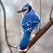 冠藍鴉 - Photo 由 Edgar Olmos 所上傳的 (c) Edgar Olmos，保留所有權利