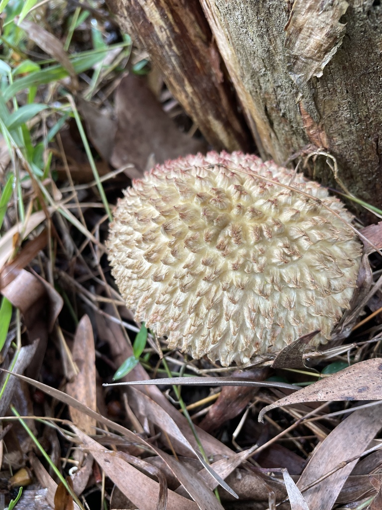 shaggy cap from Cape Hillsborough National Park, Cape Hillsborough, QLD