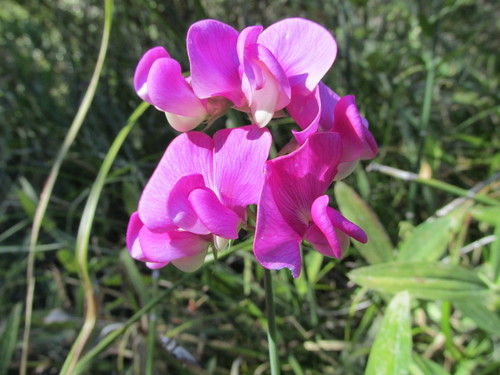 iNaturalist observation photo of Peas, Vetches, and Allies