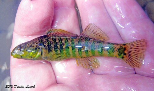 Banded Darter