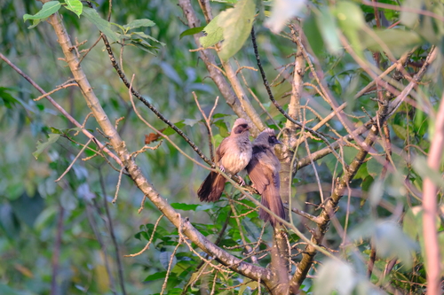 Masked Laughingthrush