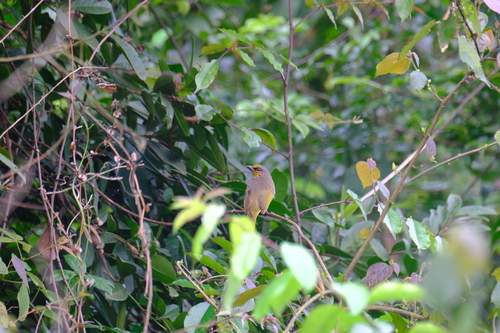 Stripe-throated Bulbul