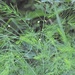 Wild Asparagus - Photo (c) Steven Daniel, all rights reserved, uploaded by Steven Daniel