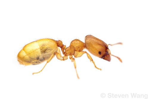 Pheidole meraPheidole mera