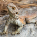 Sling-tailed Agama - Photo (c) ToutTerrain, all rights reserved, uploaded by ToutTerrain