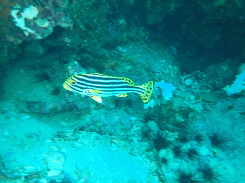 Oriental Sweetlips — seen at this dive site