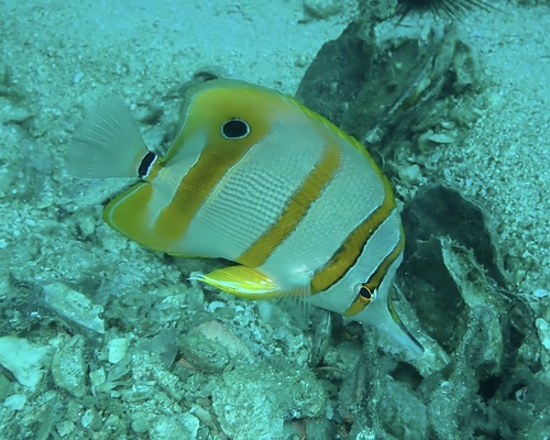 Copperband Butterflyfish — seen at this dive site