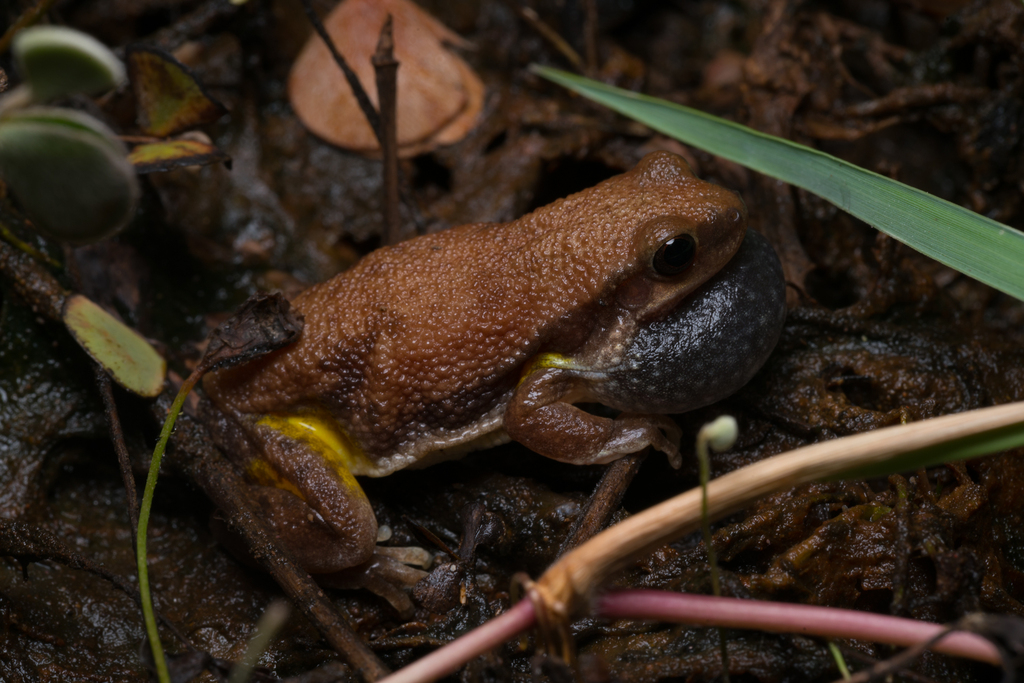 Buzzing Tree Frog from Doomadgee, Queensland, Australia on November 27