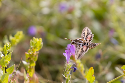 Striped Hawkmoth