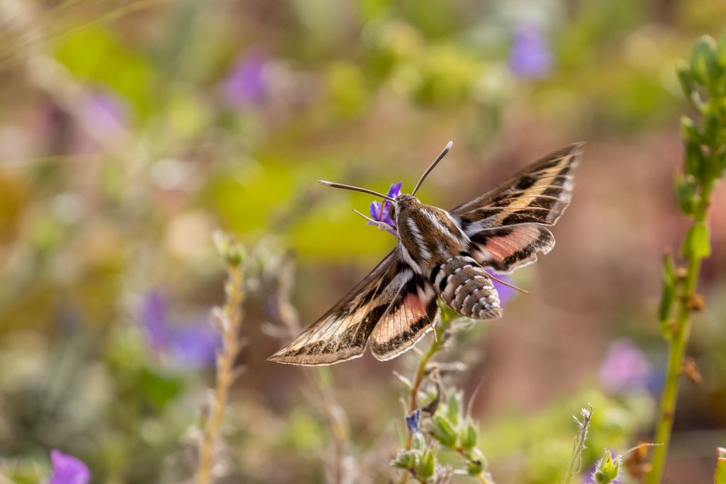 Striped hawk-moth: Hyles livornica - A birthday sphinx (Sphingidae) 