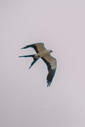 Swallow-tailed Kite
