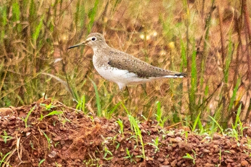 Solitary Sandpiper