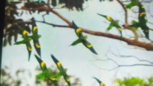 Yellow-chevroned Parakeet