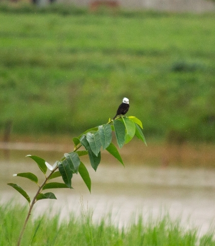 White-headed Marsh Tyrant