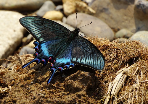 Alpine Black Swallowtail