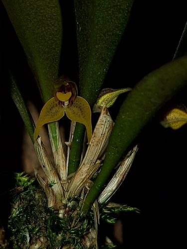Dryadella aviceps