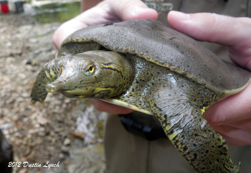 Eastern Spiny Softshell from Turkey Creek at Joplin Unit 4 (run