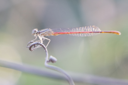 Striped Firetail (Telebasis filiola)