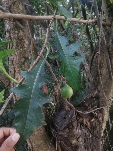 Solanum refractum (Solanum refractum)