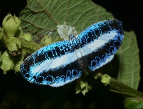 Nymphidium mantus
