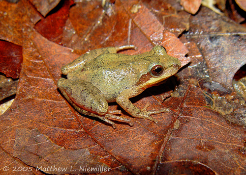 Pseudacris brachyphona (Cope, 1889)