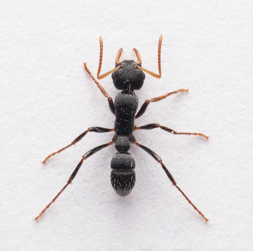 Gnamptogenys sulcataGnamptogenys sulcata