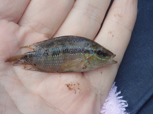 Tricolored Cichlid