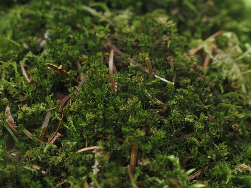 Trachycystis flagellaris