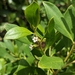 Myoporum boninense - Photo (c) Danyon Lawrence, all rights reserved, uploaded by Danyon Lawrence