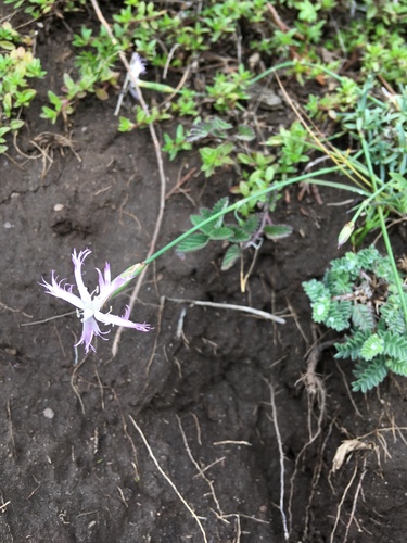 Himalayan Pinks (Dianthus angulatus)