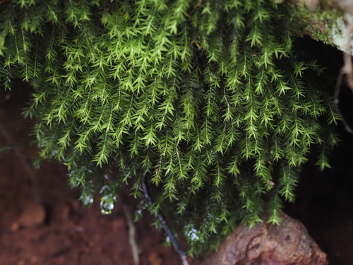 Bartramiopsis lescurii (James) Kindb.