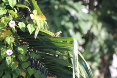 Setophaga petechia image