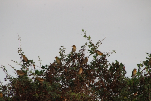 Village Weaver