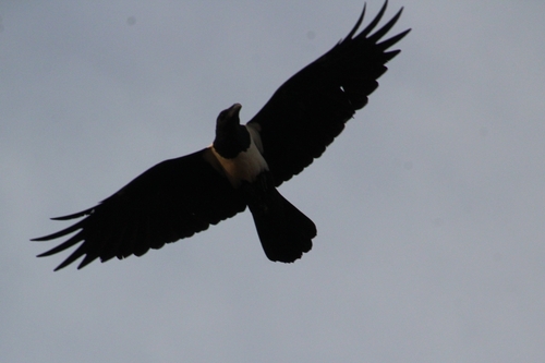 Pied Crow