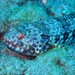Hawaiian Lizardfish - Photo (c) Michael Thiebaud, all rights reserved, uploaded by Michael Thiebaud